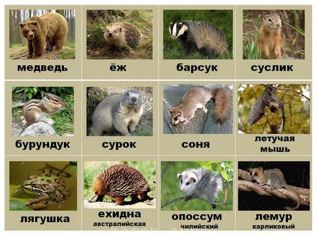 Кто впадает в спячку