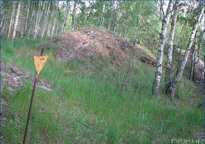 Насыпь с погибшими деревьями