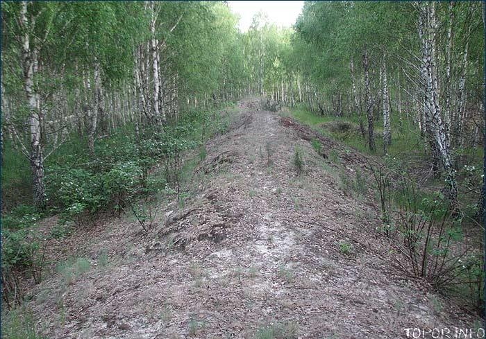 Захоронение деревьев Захоронение деревьев