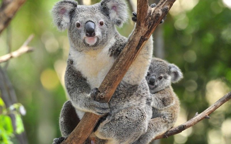 Коала