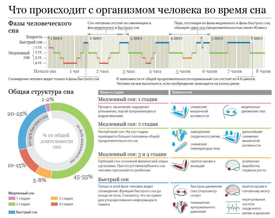 Организм во время сна