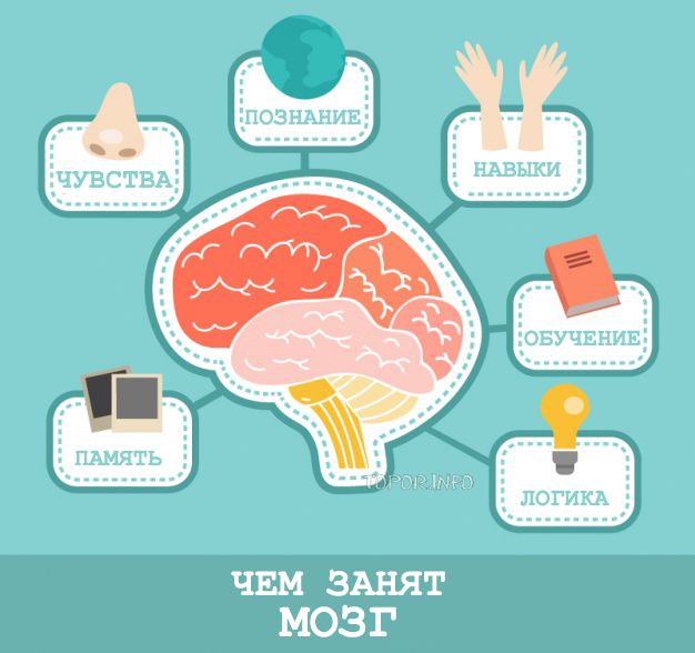 Функции мозга схема