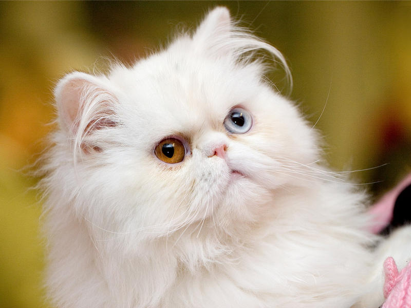 Персидская кошка