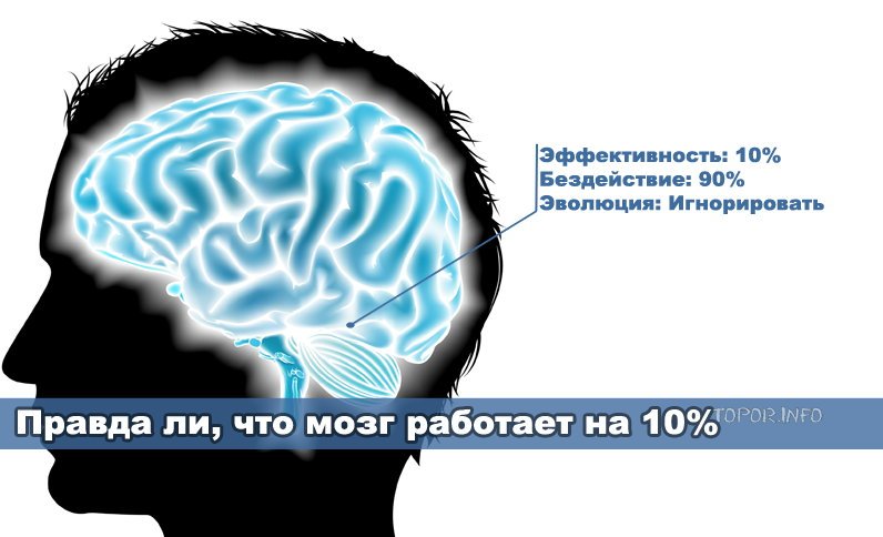 Правда ли, что мозг работает на 10 процентов