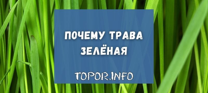 Почему трава зелёная