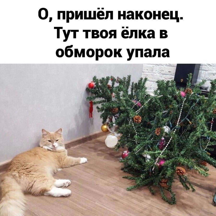 Мем с котом и ёлкой